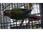 Adopt Jingles a Conure