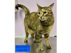 Adopt Rosy is at Petco a Domestic Short Hair