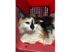 Adopt Kara Zor-El is at Petco a Domestic Medium Hair, Domestic Short Hair