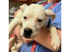 Adopt Molly- 032502S a Labrador Retriever