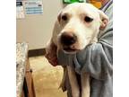 Adopt Phoebe- 032501S a Labrador Retriever