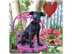 Adopt Fuschia a Labrador Retriever