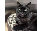 Adopt Nova a Domestic Long Hair