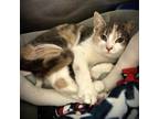 Adopt Purrpose--In Foster***ADOPTION PENDING*** a Domestic Short Hair