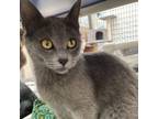 Adopt Nimbus a Domestic Short Hair, Russian Blue