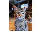 Adopt Wallis a Domestic Short Hair, Tabby