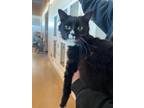 Adopt Mirabelle a Domestic Short Hair