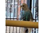 Adopt Essek a Budgie / Budgerigar