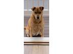 Adopt Bonnie(Luna) a Chow Chow, Labrador Retriever