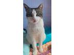 Adopt Tabitha a Domestic Short Hair