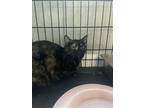 Adopt leeks a Domestic Short Hair