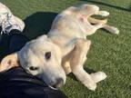 Adopt Bliss a Labrador Retriever