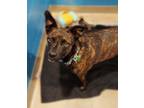 Adopt Heidi a Terrier