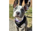 Adopt Wanda a Mixed Breed, American Staffordshire Terrier