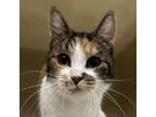 Adopt Sissy a Domestic Short Hair