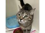 Adopt Tig a Domestic Short Hair