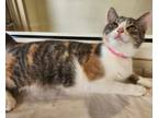 Adopt Flower a Domestic Short Hair