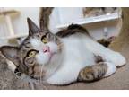 Adopt Greta a Domestic Short Hair