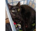 Adopt Olive a Domestic Short Hair