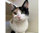 Adopt Tulip a Domestic Short Hair