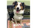 Adopt Alice a Australian Shepherd, Shetland Sheepdog / Sheltie