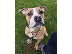 Adopt Viva a Boxer, Mixed Breed