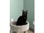 Adopt Mariah a Domestic Short Hair