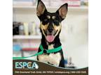 Adopt Bubalus a Australian Kelpie