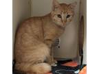 Adopt Carrot a American Shorthair