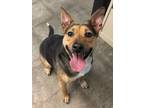 Adopt Brittney a Beagle, Shepherd