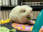 Adopt Angel a Guinea Pig