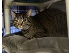 Adopt Shiva a Domestic Short Hair