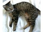 Adopt Cupcake a Domestic Short Hair, Tabby