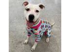 Adopt Tilly a Mixed Breed