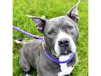 Adopt Whitney a Pit Bull Terrier