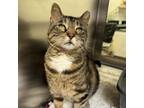 Adopt Knottingham a Domestic Short Hair