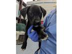 Adopt Frankie FKA ASH a Labrador Retriever, Mixed Breed