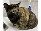 Adopt Kitty Purry a Domestic Short Hair