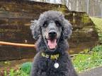 Adopt Thea a Standard Poodle, Mixed Breed
