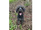 Adopt Thea a Standard Poodle, Mixed Breed