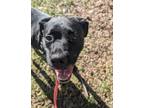 Adopt Maddy a Mixed Breed