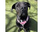 Adopt Magic a Cane Corso