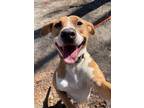 Adopt Linda a Pit Bull Terrier, Mixed Breed