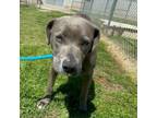 Adopt Whitley a Pit Bull Terrier