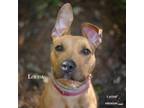 Adopt Louisa a Pit Bull Terrier