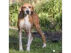 Adopt CiCi a Hound