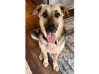 Adopt Sweet Lady Ava a German Shepherd Dog, Mixed Breed