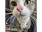 Adopt Gem a Domestic Short Hair