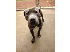 Adopt Capri a Pit Bull Terrier