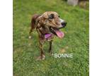 Adopt Bonnie a Mixed Breed, Plott Hound